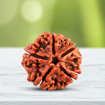 Rudraksha