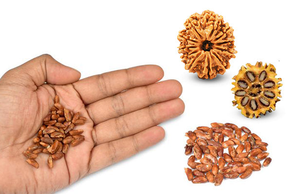 Special Rudraksha