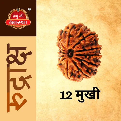 12 Mukhi Rudraksha (Nepali Origin) Lab Tested