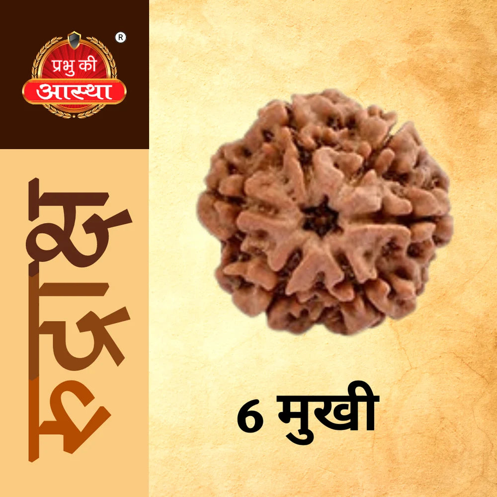 6 Mukhi Rudraksha ( Shanmukhi ) Six Faced Rudraksha