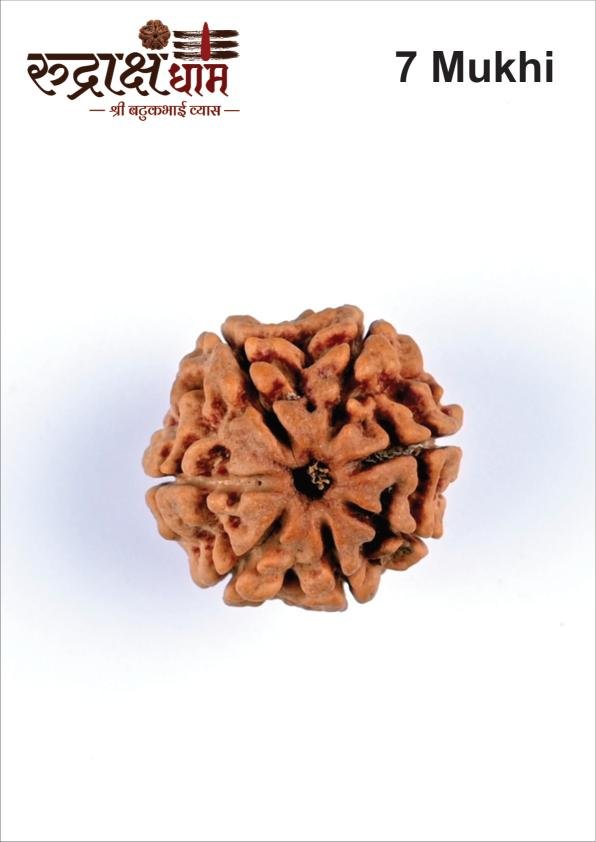 07_7_Mukhi