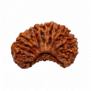 1 Mukhi Rudraksha