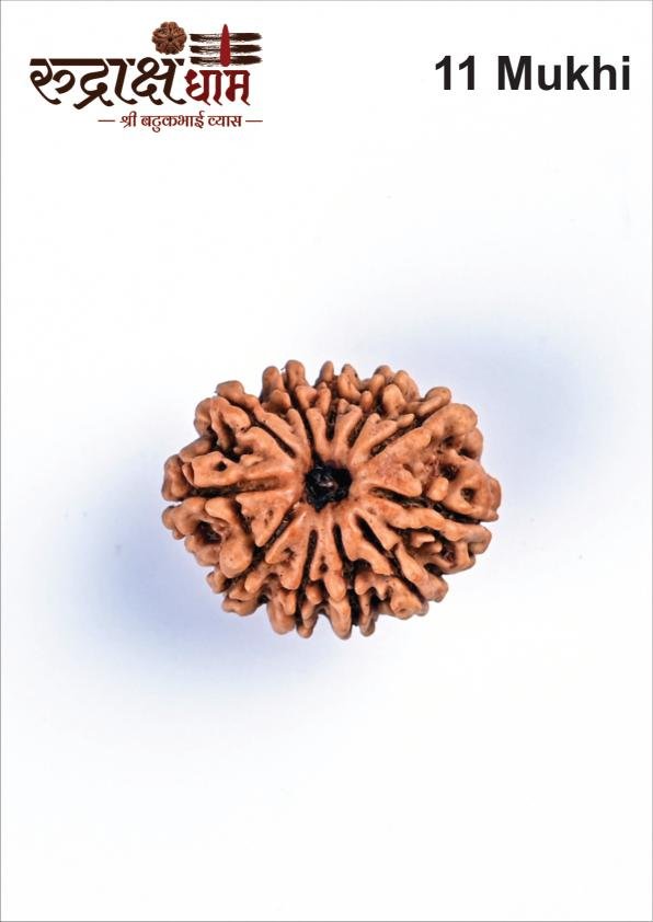 11_11_Mukhi