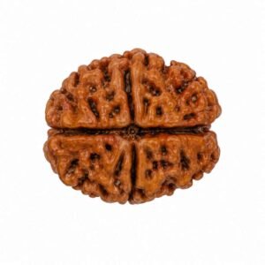 2 Mukhi Rudraksha