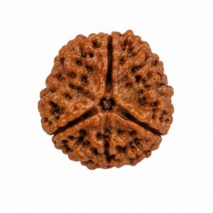 3 Mukhi Rudraksha