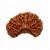 1 Mukhi Rudraksha