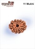 11 MUKHI RUDRAKSHA