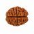 2 Mukhi Rudraksha