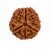 3 Mukhi Rudraksha